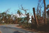 Hurricane Charley 10 Year Anniversary, Australian Pines, Captiva Drive, 8-13-04.