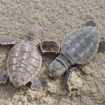 Sea Turtle Season Well Underway