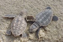 Loggerhead Sea Turtle Hatchlings, Sanibel Island & Captiva Island.