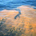 Sanibel & Captiva Islands Red Tide Report, 8-8-14, No Red Tide