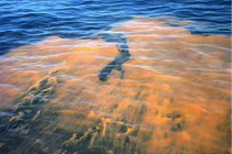 Sanibel Red Tide Photo, Sanibel & Captiva Islands, 2013.