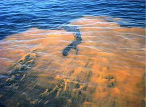 Sanibel Red Tide Photo, Sanibel & Captiva Islands, 2013.