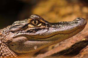American Alligator, Sanibel Island, Photo Credit - Tambako The Jaguar