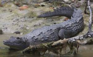 American Crocodile, Sanibel Island & Florida Everglades, Photo Credit - Gregory Smith