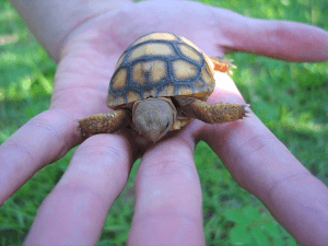 Baby Gopher Tortoise, Photo Credit - Steven Beger
