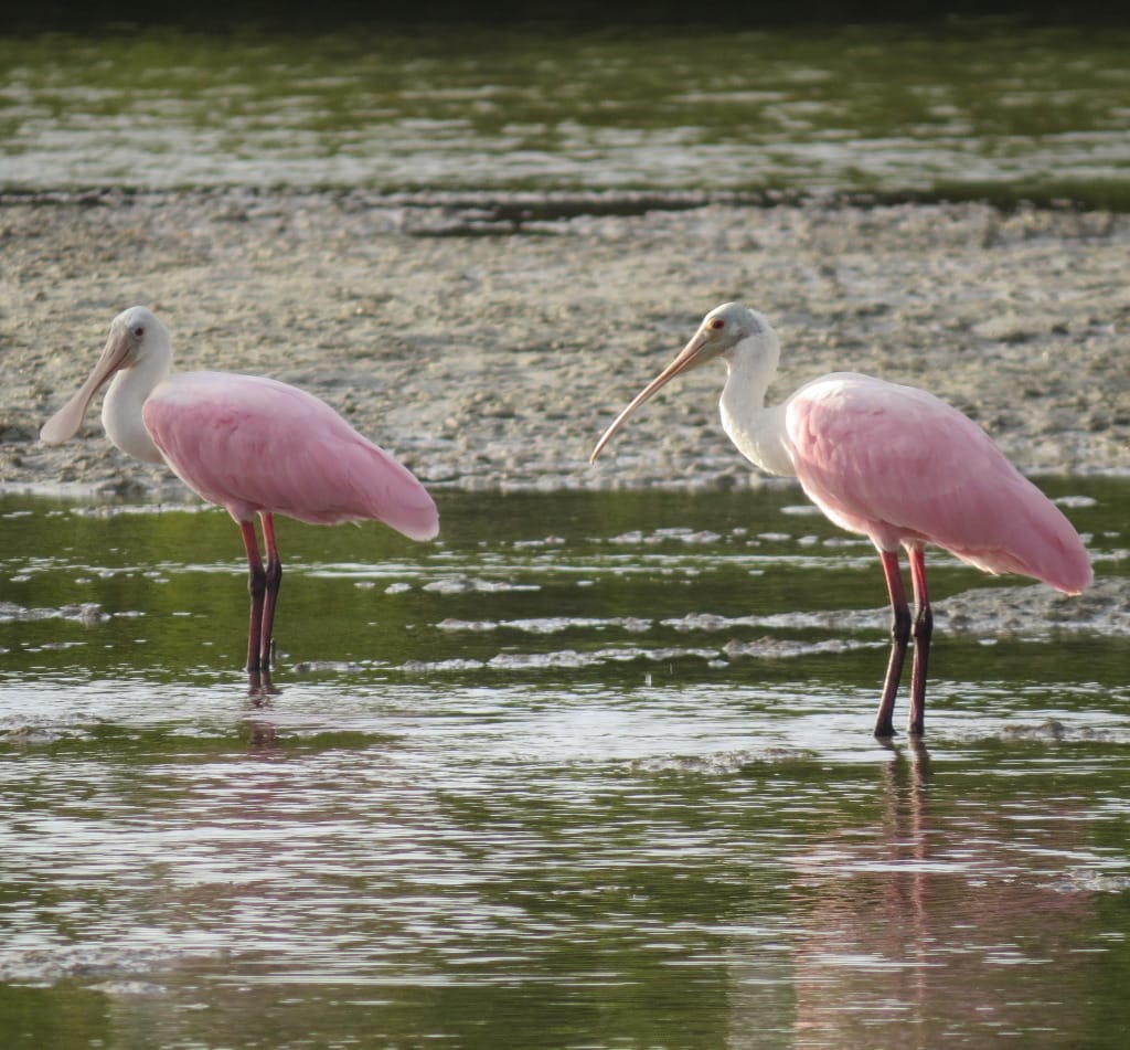 Spoonbills, Sanibel & Captiva Islands, Photo Credit - Laurel Burnsed.