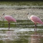 Audubon Climate Report: Big Impact Coming For Sanibel & Captiva’s Birds