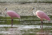 Spoonbills, Sanibel & Captiva Islands, Photo Credit - Laurel Burnsed.