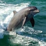 Dolphin Watch & Wildlife Adventure Cruise