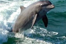Captiva Dolphin Jumping, Captiva Cruises
