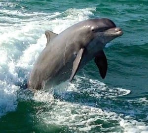 Captiva Dolphin Jumping, Captiva Cruises
