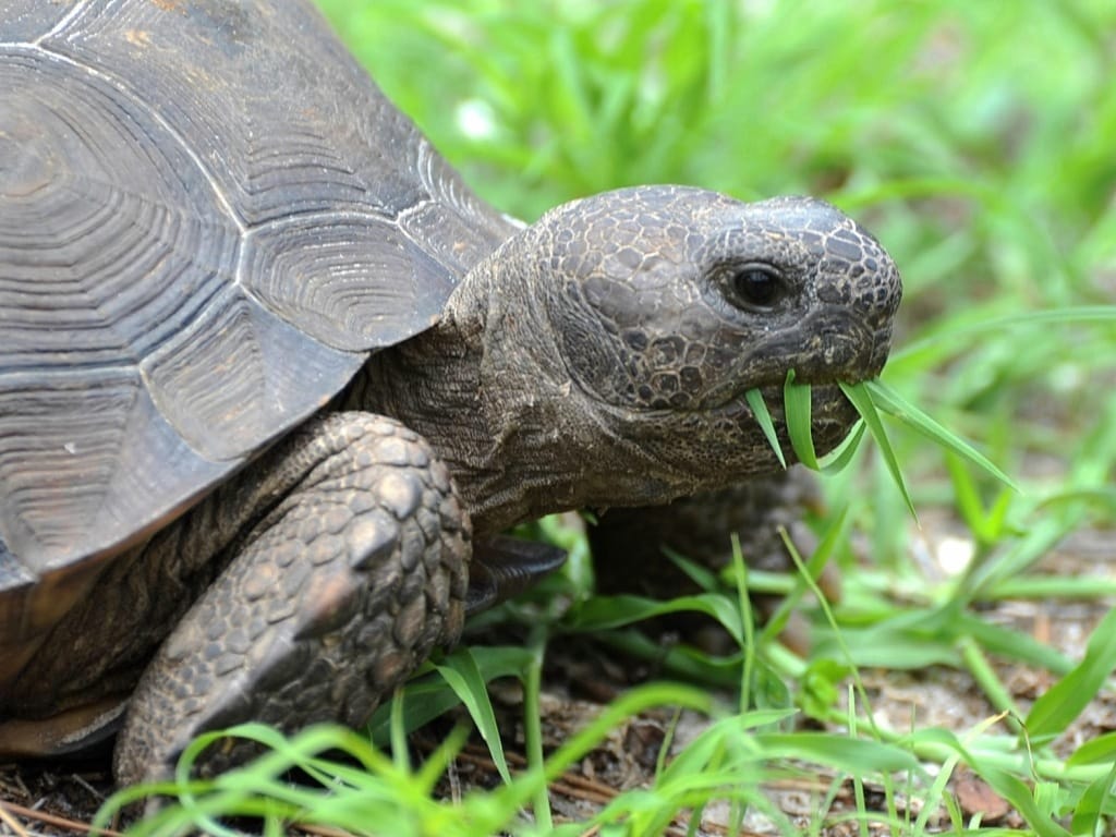 Gopher Tortoise, 9-9-14, Captiva Vacation Rentals CoOp. Photo Credit Brian Garrett.
