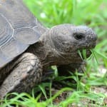 CROW Rehabilitates & Releases Threatened Gopher Tortoise 