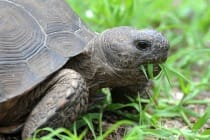 Gopher Tortoise, 9-9-14, Captiva Vacation Rentals CoOp. Photo Credit Brian Garrett.