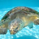 “Ding” Darling Saving Sea Turtles Exhibit