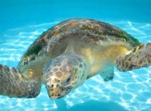 Loggerhead Sea Turtle, Ding Darling Saving Sea Turtles Exhibit