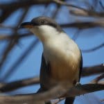 MANGROVE CUCKOO BIRD, DING DARLING