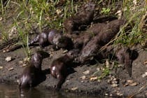 Mother River Otter and Pups, Sanibel File Photo, Photo Credit - David Brossard.