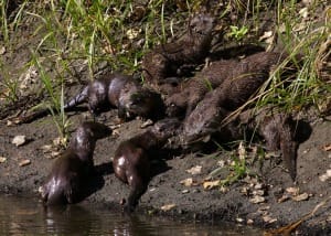 Mother River Otter and Pups, Sanibel File Photo, Photo Credit - David Brossard.