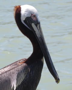 Brown Pelican, Audubon Climate Report, Sanibel & Captiva Islands, Photo Credit - Rhett Murphy.