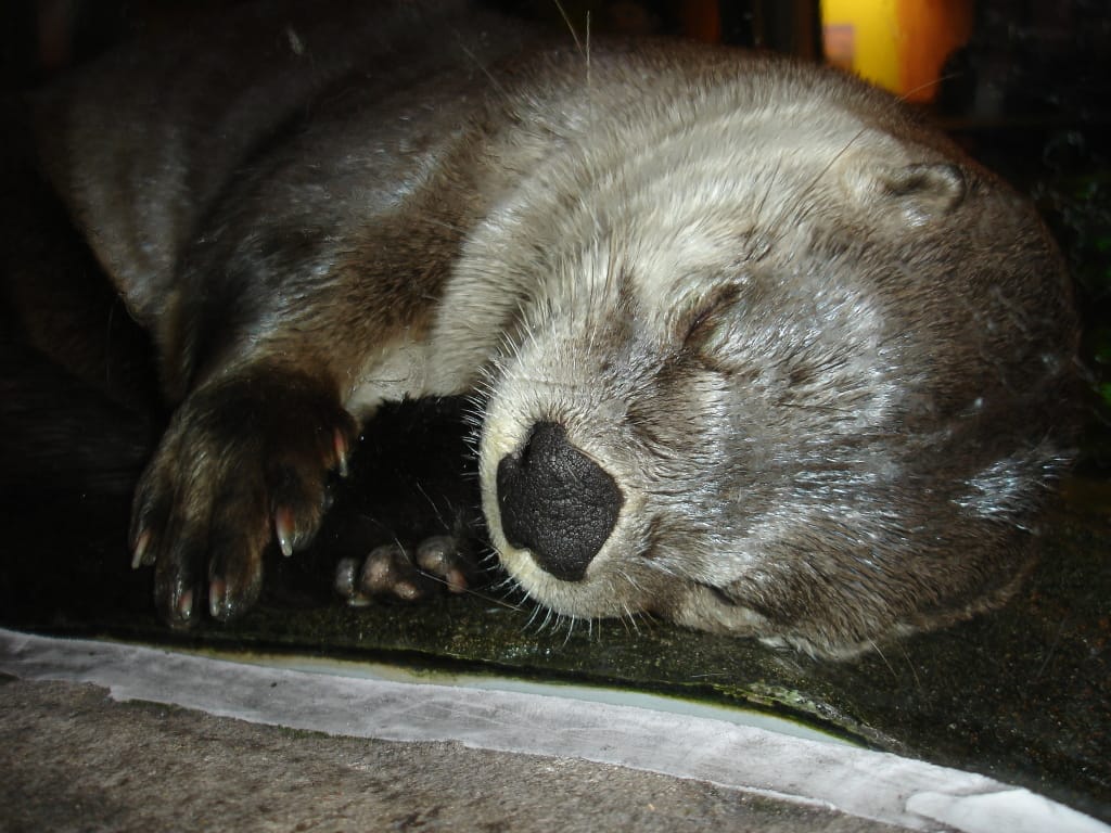 River Otter Baby, Photo Credit - Melissa Doroquez