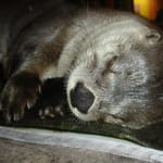 CROW Releases Rescued River Otter Pups