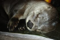 River Otter Baby, Photo Credit - Melissa Doroquez