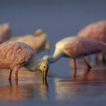 Telegraph, UK Story On Sanibel