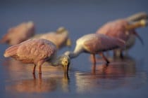 Roseate Spoonbills, Sanibel, Telegraph, UK, Story On Sanibel, Photo Credit - Alamy