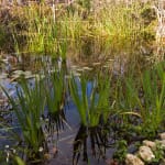 Sanibel Water Quality Research Study