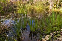 Sanibel-Captiva Conservation Foundation, Water Quality Study, Photo Credit - Tom Potterfield