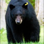 Sanibel Coyote & Bear Tales