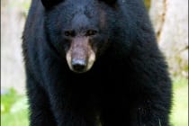 Sanibel, Florida Black Bear, File Photo Credit - Joe McKenna, Via Creative Commons.