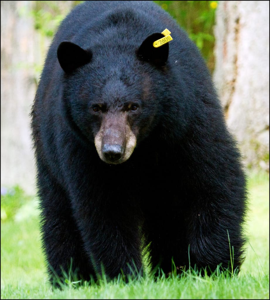 Sanibel, Florida Black Bear, File Photo Credit - Joe McKenna, Via Creative Commons.