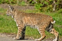 Sanibel, Florida Bobcat, Photo Credit- Linda Tanner