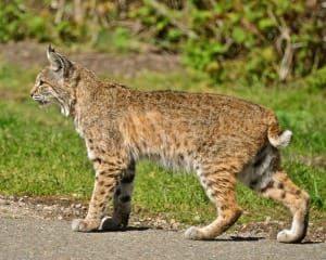 Sanibel, Florida Bobcat, Photo Credit- Linda Tanner