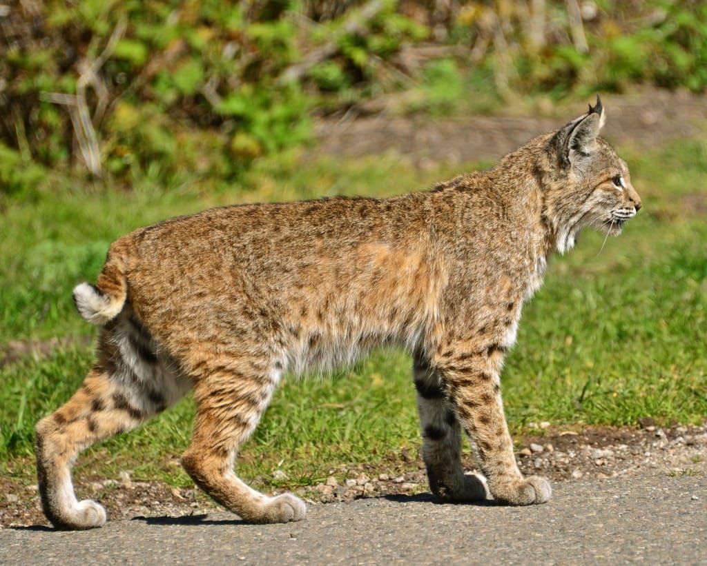 Sanibel, Florida Bobcat, Photo Credit- Linda Tanner