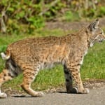 Sanibel Bobcat Tales Presentation @ Sanibel-Captiva Conservation Foundation