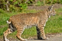 Sanibel, Florida Bobcat, Photo Credit- Linda Tanner