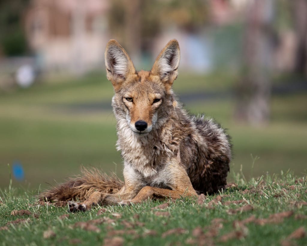 Sanibel, Florida Coyote, Photo Credit - Dru Bloomfield