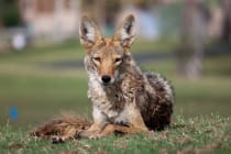 Sanibel, Florida Coyote, Photo Credit - Dru Bloomfield