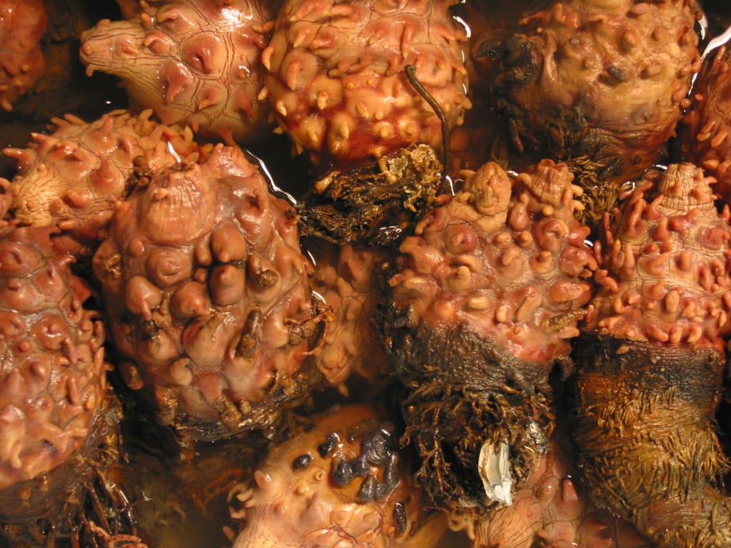 Sea Squirts, Photo Credit - Bifyu, Sanibel Island