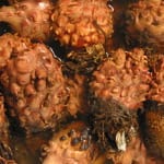 Sea Squirt Turnicate Wash-up On Beaches