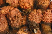 Sea Squirts, Photo Credit - Bifyu, Sanibel Island