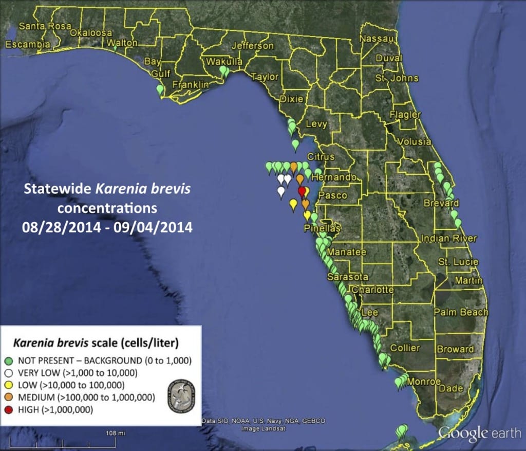 Sanibel Red Tide Report, Statewide Karenia Brevis concentrations 08:28:2014 - 09:04:2014