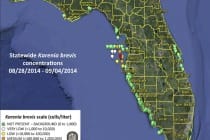 Sanibel Red Tide Report, Statewide Karenia Brevis concentrations 08:28:2014 - 09:04:2014