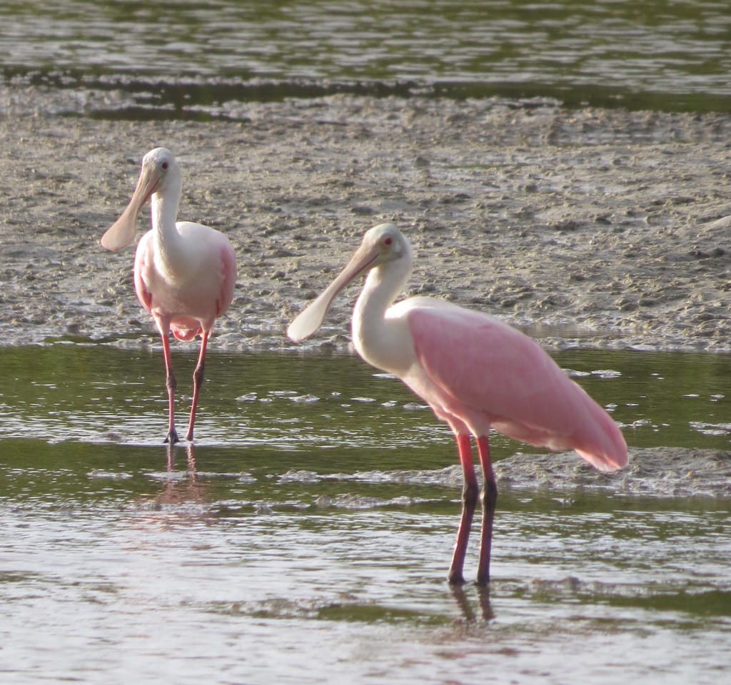 Roseate Spoonbills, Sanibel & Captiva Islands, Photo Credit - Laurel Burnsed.