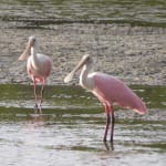“Ding” Darling Audubon Birding Class