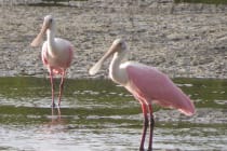 Roseate Spoonbills, Sanibel & Captiva Islands, Photo Credit - Laurel Burnsed.