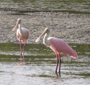 Roseate Spoonbills, Sanibel & Captiva Islands, Photo Credit - Laurel Burnsed.